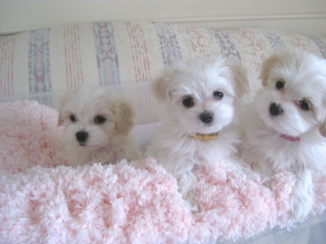 white havanese puppies