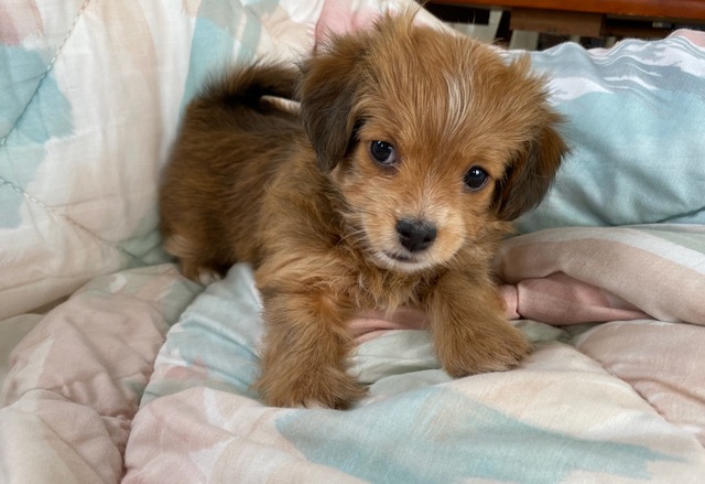 Indianahavanesepups